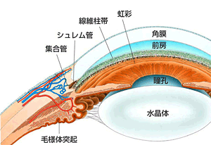 緑内障手術について
