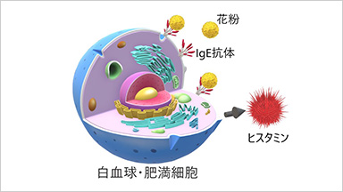 ALLERGIESアレルギーとは