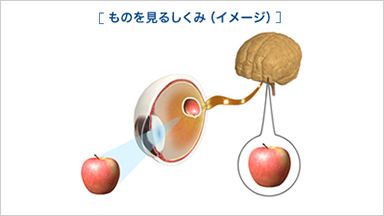 AMBLYOPIA弱視について