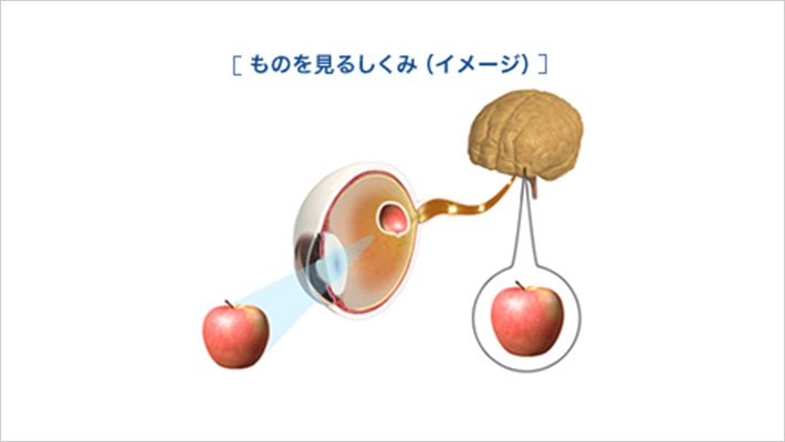 AMBLYOPIA弱視について